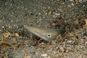 Ophysurus serpens by Marco Gargiulo 